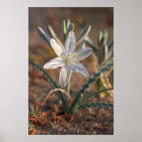 Desert Lily Wildflowers Poster