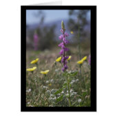 Desert Lupine (Front)