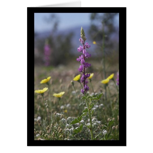 Desert Lupine Cards (Front)