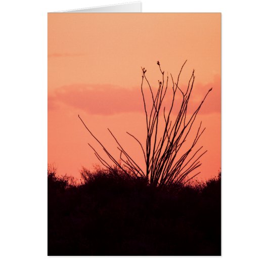Desert nights cards (Front)
