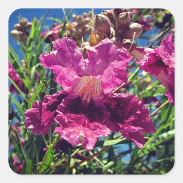 Desert Orchid Bloom Photo Vivid Pink Purple Flower Square Sticker (Front)