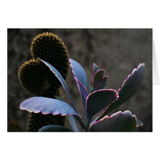 Desert Plant Cards (Front Horizontal)