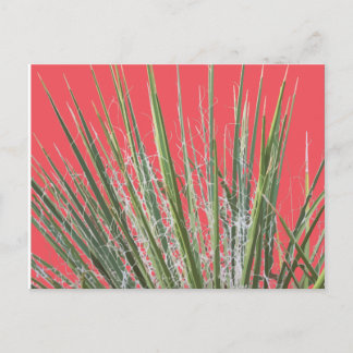 Desert Plant Garden Postcard