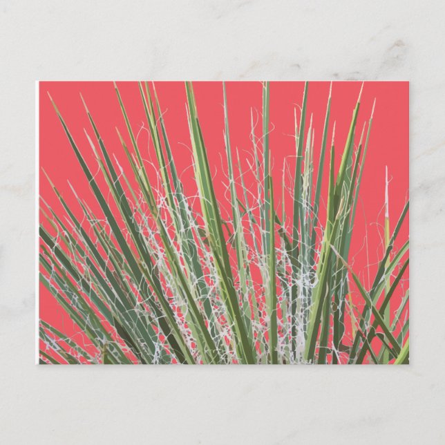 Desert Plant Garden Postcard (Front)