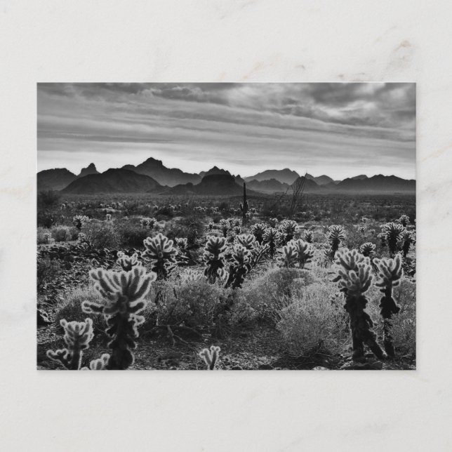 Desert Plant Postcard (Front)