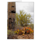 Desert Plants (Front)