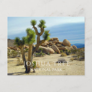 Desert Plants, Giant Boulders, Joshua Tree NP CA Postcard