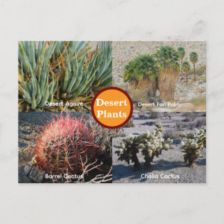 Desert Plants Postcard
