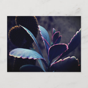 Desert Plants Postcard