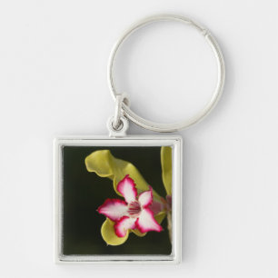 Desert-Rose (Adenium Obesum), South Africa Keychain
