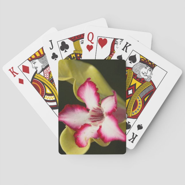 Desert-Rose (Adenium Obesum), South Africa Poker Cards (Back)