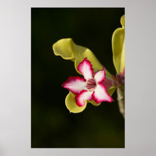 Desert-Rose (Adenium Obesum), South Africa Poster