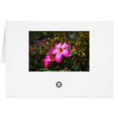 Desert Rose Flowers, St. John V.I. Sugar Mill Card (Back Horizontal)