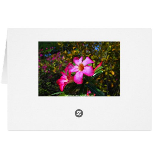 Desert Rose Flowers, St. John V.I. Sugar Mill Card (Back Horizontal)