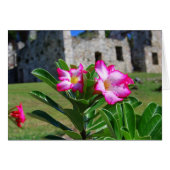 Desert Rose Flowers, St. John V.I. Sugar Mill Card (Front Horizontal)