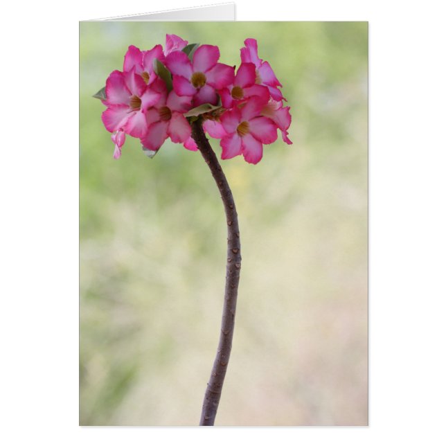 Desert rose in pink cards (Front)