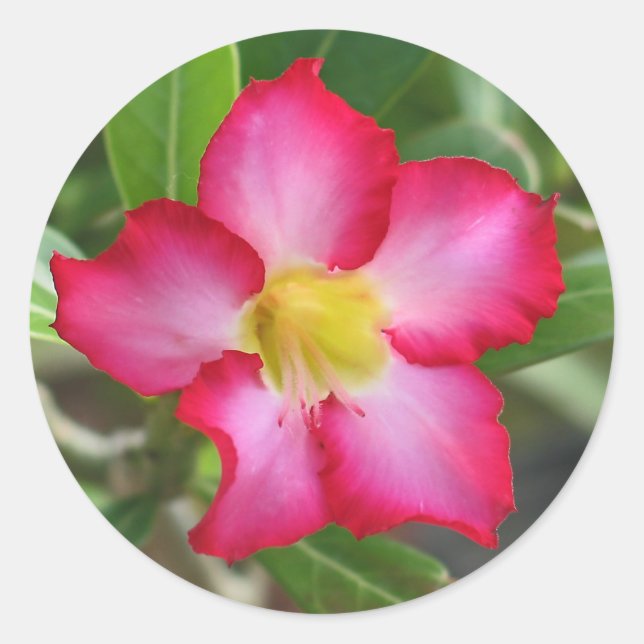 Desert Rose Sticker (Front)