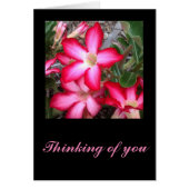 Desert Rosereeting card (Front)