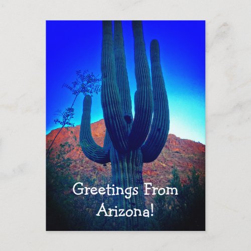 Desert Southwest Cactus Greetings Form Arizona Postcard