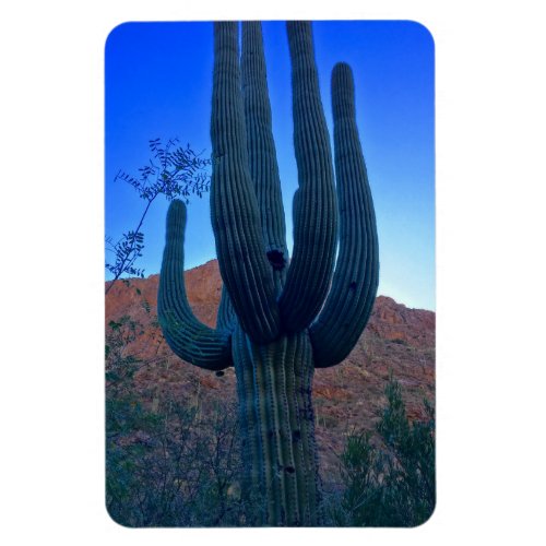 Desert Southwest Cactus Photo Arizona  Magnet