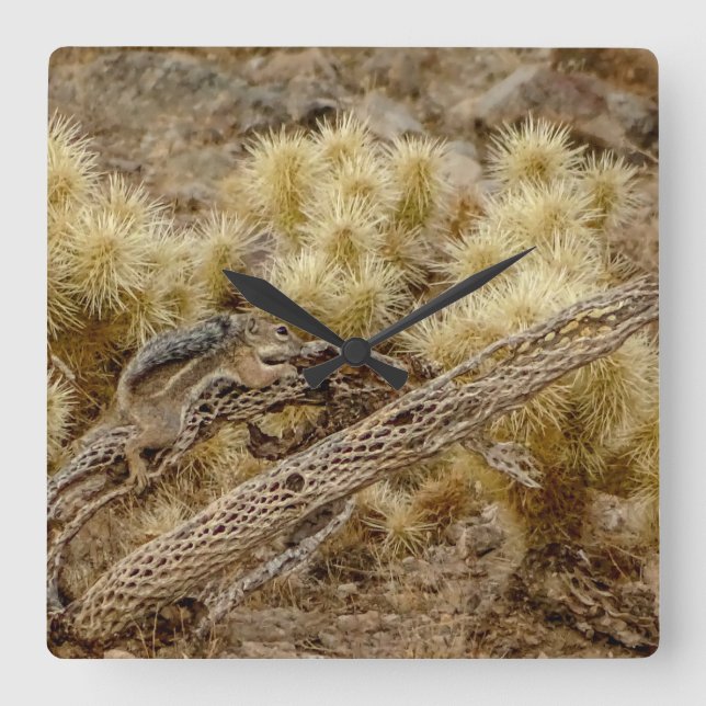 Desert Squirrel On Cholla Cactus Skeleton Square Wall Clock (Front)