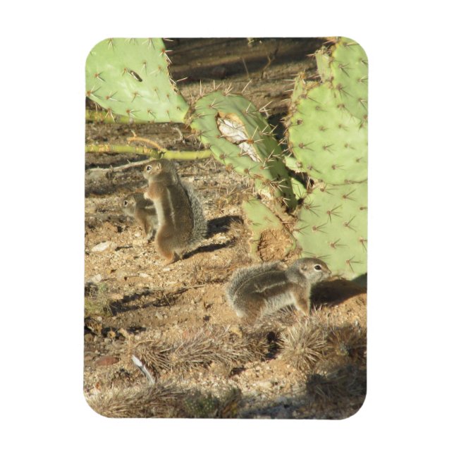 Desert Squirrels in Tucson Magnet (Vertical)
