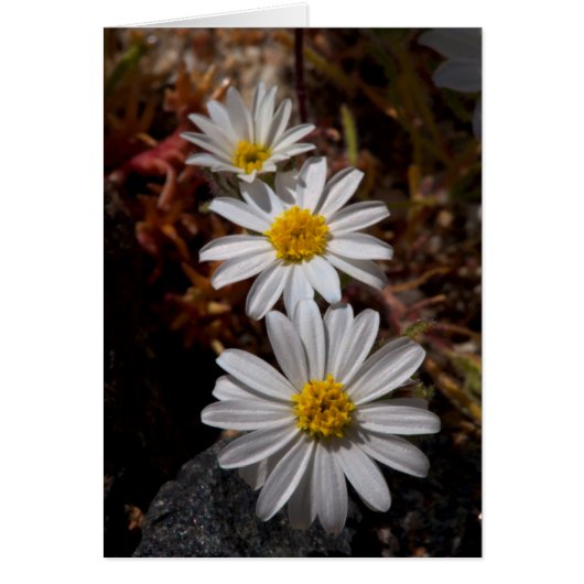 Desert Star Wildflowers Cards (Front)