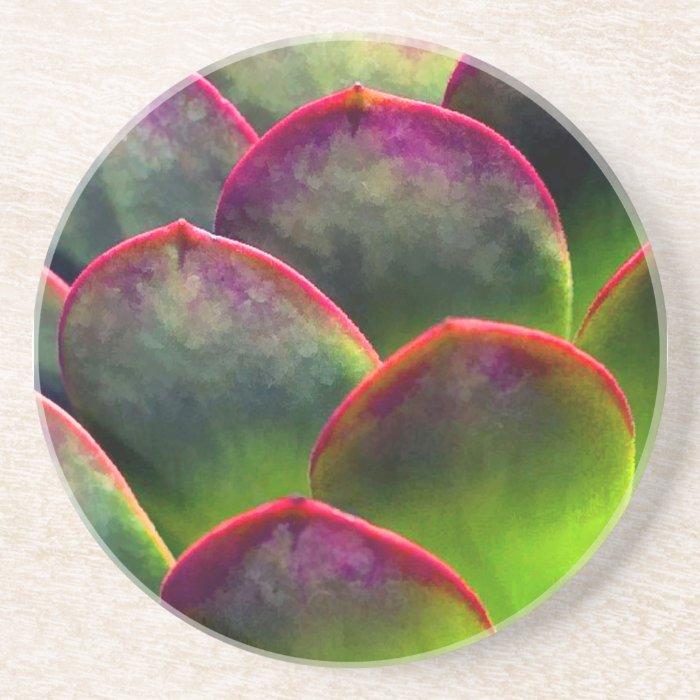 Desert Succulent in Bright Sun and Shade Beverage Coasters