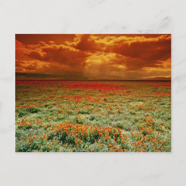 Desert sunset on a field of California poppies, U. Postcard (Front)
