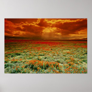 Desert sunset on a field of California poppies, U. Poster