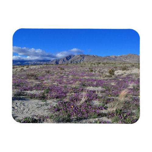 Desert Super Bloom 2019 Borrego Springs CA Magnet