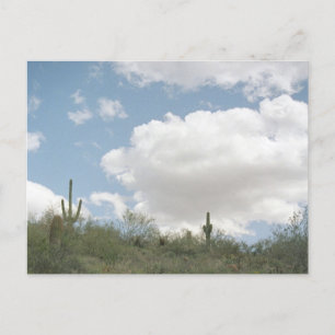 Desert Symphony Sonoran Arizona Photo Postcards