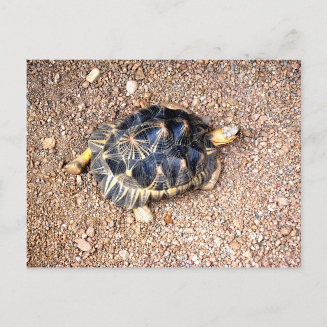 desert tortoise postcard (Front)
