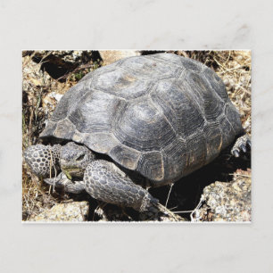 Desert Tortoise Postcard