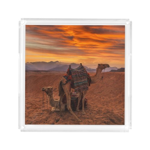 Deserts  Bactrian Camel Egypt Sand Dune Acrylic Tray