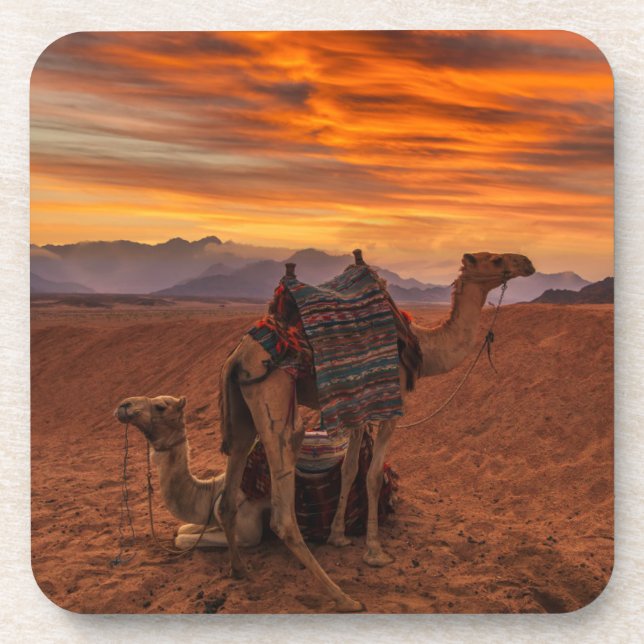 Deserts | Bactrian Camel Egypt Sand Dune Beverage Coaster (Front)