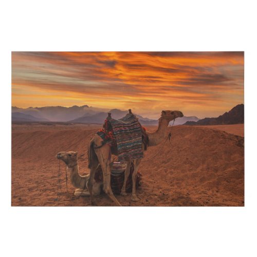 Deserts  Bactrian Camel Egypt Sand Dune Faux Canvas Print