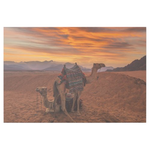 Deserts  Bactrian Camel Egypt Sand Dune Gallery Wrap