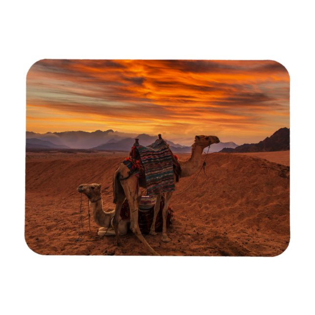 Deserts | Bactrian Camel Egypt Sand Dune Magnet (Horizontal)