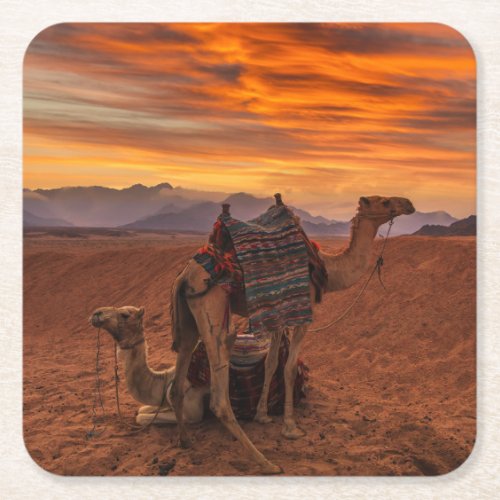 Deserts  Bactrian Camel Egypt Sand Dune Square Paper Coaster