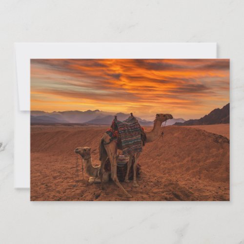 Deserts  Bactrian Camel Egypt Sand Dune Thank You Card