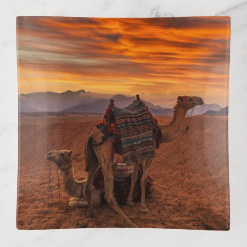 Deserts  Bactrian Camel Egypt Sand Dune Trinket Tray