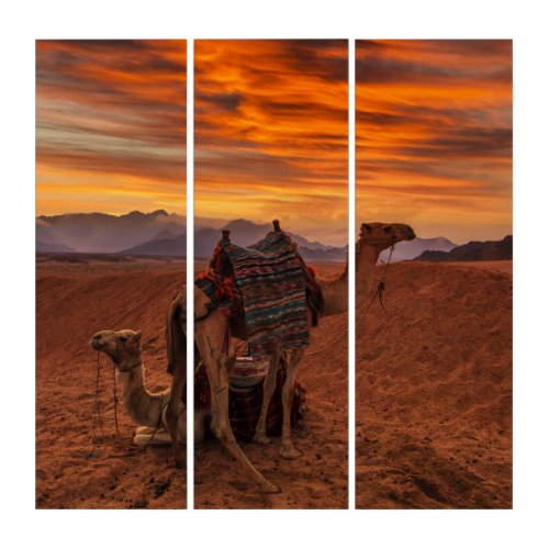 Deserts  Bactrian Camel Egypt Sand Dune Triptych