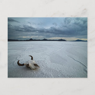 Deserts   Bonneville Salt Flats Utah Postcard