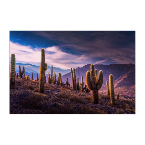 Deserts  Cactus Landscape Argentina Acrylic Print
