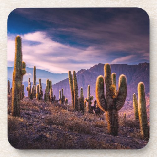 Deserts  Cactus Landscape Argentina Beverage Coaster