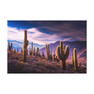 Deserts   Cactus Landscape Argentina Canvas Print