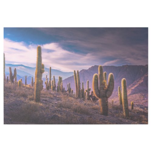 Deserts  Cactus Landscape Argentina Gallery Wrap