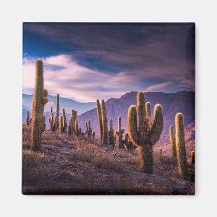 Deserts Cactus Landscape Argentina Magnet
