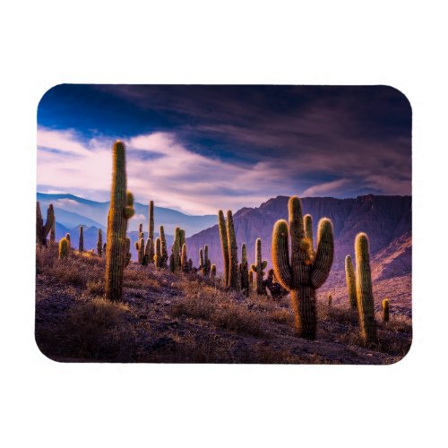 Deserts  Cactus Landscape Argentina Magnet